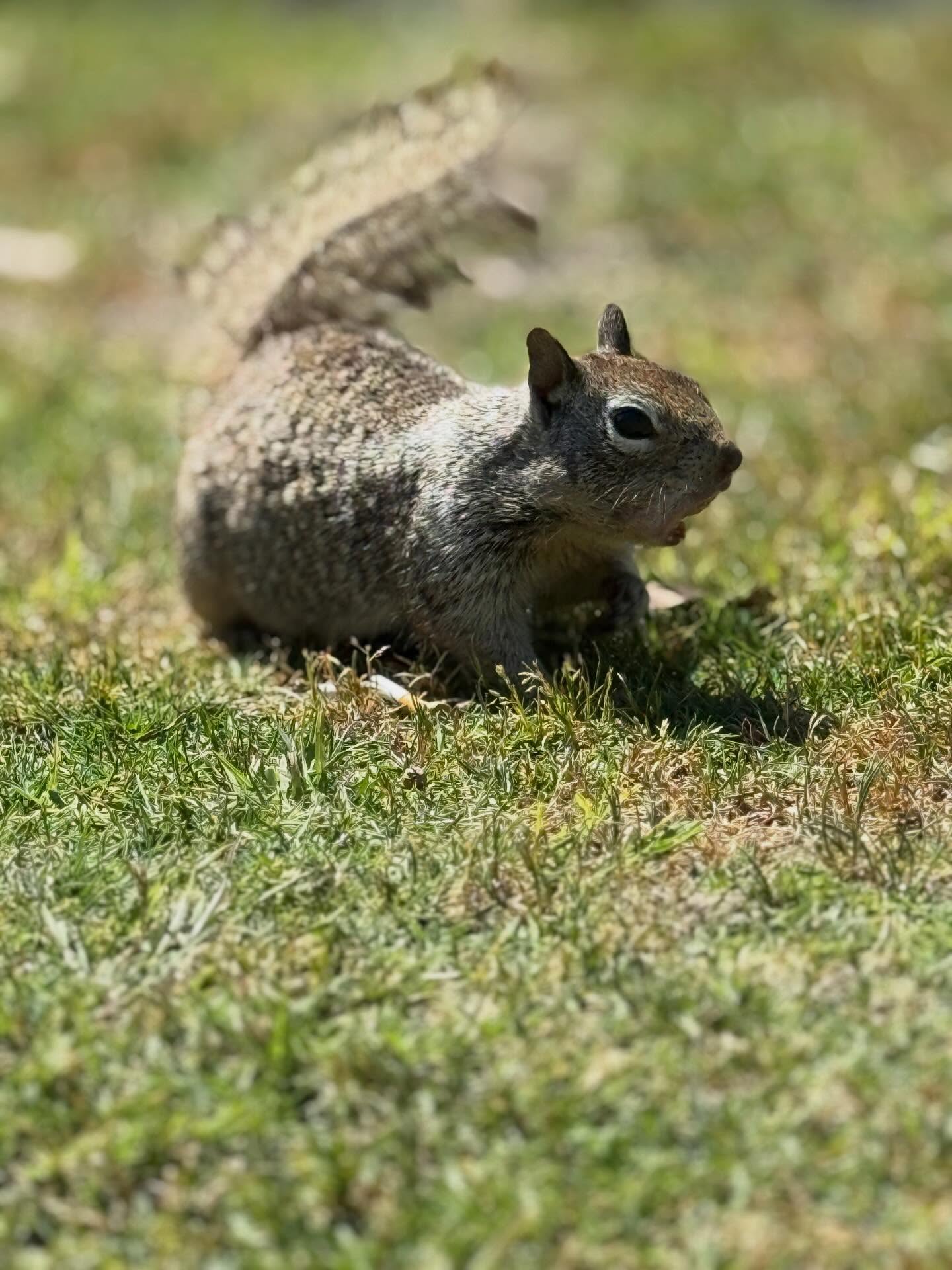 squirls 2